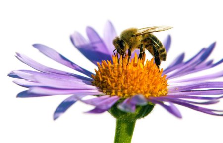 Téléchargez les photos : Abeille ou abeille domestique en latin Apis Mellifera, abeille européenne ou occidentale assise sur la fleur violette bleue ou violette isolée sur fond blanc - en image libre de droit