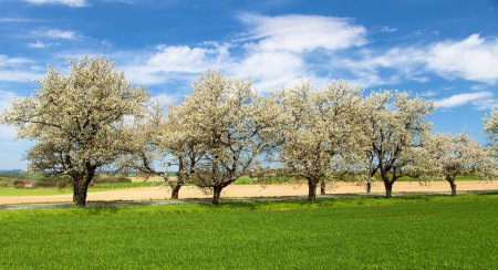 Photo for Green field, road and alley of flowering cherry trees in latin Prunus cerasus with beautiful sky. White colored flowering cherrytree - Royalty Free Image