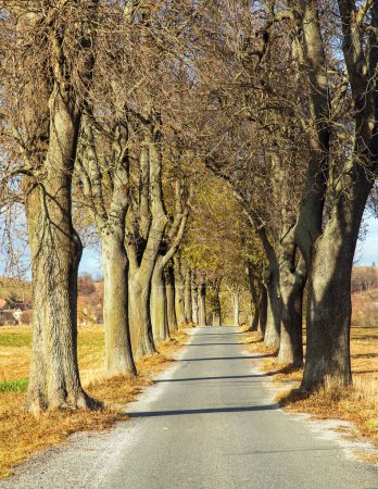 Téléchargez les photos : Allée des tilleuls d'automne, vue automnale sur l'allée des tilleuls - en image libre de droit