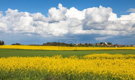 Photo for Rapeseed, canola or colza field in Latin Brassica Napus and Budisov village, Czech Republic - Royalty Free Image