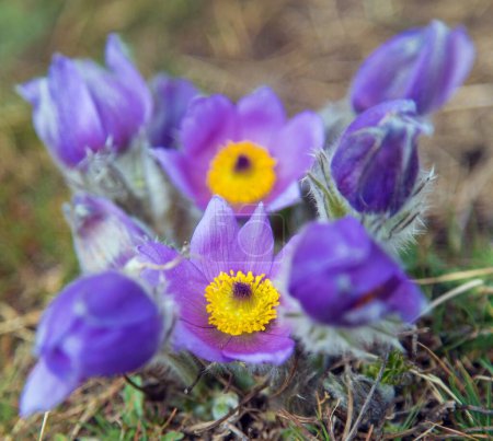 Photo for Pasqueflower. Beautiful blue flower of greater pasque flower or pasqueflower on the meadow, in latin pulsatilla grandis - Royalty Free Image
