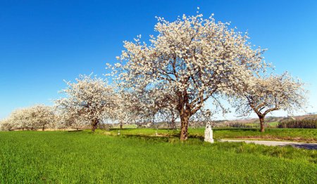 Photo for Alley of flowering cherry trees, white crucifix, road and green spring time corn field with blue sky, springtime view - Royalty Free Image