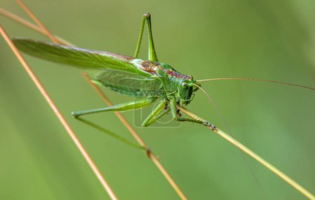 Foto de Grasshopper verde, gran grillo verde, en latín Tettigonia viridissima - Imagen libre de derechos