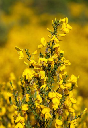 Cytisus scoparius, the common broom or Scotch broom yellow flowering in blooming time 