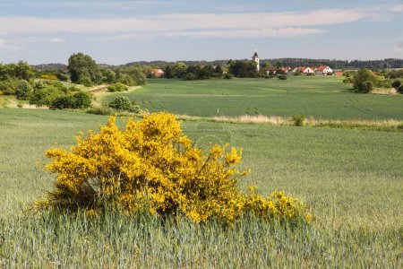 Foto de Cytisus scoparius, la escoba común o escoba escocesa amarilla floración en época de floración y campo de trigo de invierno - Imagen libre de derechos