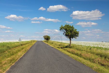 Téléchargez les photos : Paysage avec une route entre les champs avec des coquelicots blancs en fleurs et un beau ciel avec des nuages - en image libre de droit