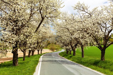 Photo for Road and alley of flowering cherry trees in latin Prunus cerasus with beautiful sky. White colored flowering cherrytree - Royalty Free Image