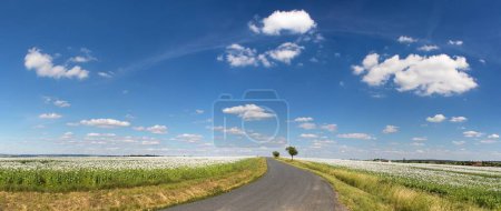 Téléchargez les photos : Paysage avec une route entre les champs avec des coquelicots blancs en fleurs et un beau ciel avec des nuages - en image libre de droit