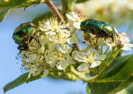Photo for Two Green Rose Chafers, in latin Cetonia Aurata, on white and red flower - Royalty Free Image
