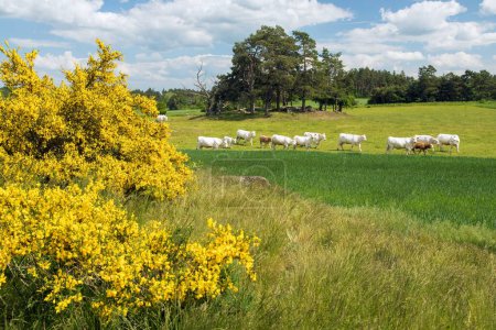 spring landscape with common broom in latin cytisus scoparius and herd of cows, Bohemian-Moravian Highlands, Czech Republic