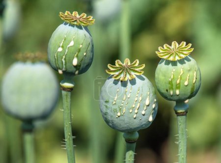 Detail of opium poppy heads, in latin papaver somniferum, immature poppy heads with drops of opium milk latex, three poppy capsule 