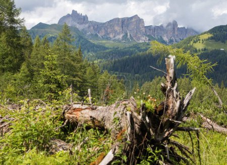 Téléchargez les photos : Montagnes de Dolomites avec arbres déracinés et forêt de mélèzes - en image libre de droit