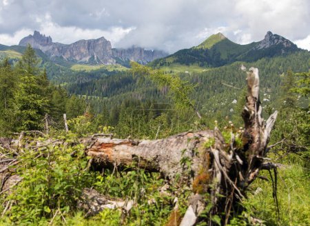 Photo for Dolomites mountains with uprooted tree and larch forest - Royalty Free Image
