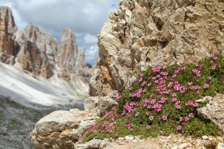 Photo for Mountain flowers, dolomiten fingerkraut, potentilla nitida, the pink cinquefoil, potentilla delle dolomiti, dolomites italy - Royalty Free Image