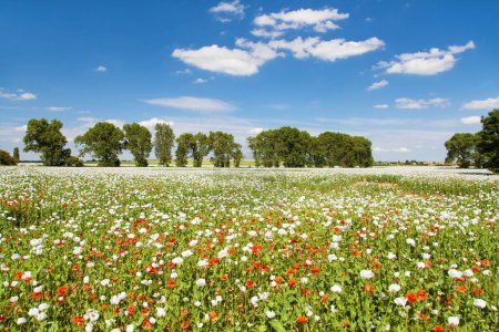 campo de amapola de opio con flores en latín somniferum papaver, campo de amapola desmalezado con amapolas rojas, la amapola de color blanco se cultiva en la República Checa para la industria alimentaria