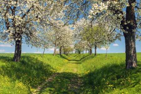 Reiterweg und Allee mit blühenden Kirsch- und Pflaumenbäumen, Frühlingslandschaft