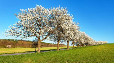 Photo for Road and alley of flowering cherry trees in latin Prunus cerasus with beautiful sky, white colored flowering cherrytree, springtime landscape - Royalty Free Image