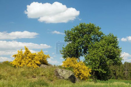 Photo for Cytisus scoparius, the common broom or Scotch broom yellow flowering in blooming time with tree and beautiful sky, panoramic view - Royalty Free Image