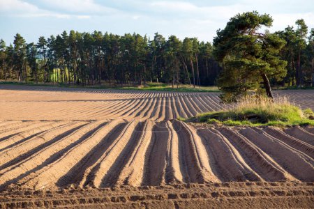 Foto de Vista de un campo de papa plantado con hileras aradas, paisaje primaveral - Imagen libre de derechos