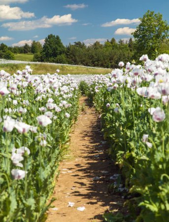 Flowering opium poppy field with pathway, in Latin papaver somniferum, white colored poppy is grown in Czech Republic for food industry