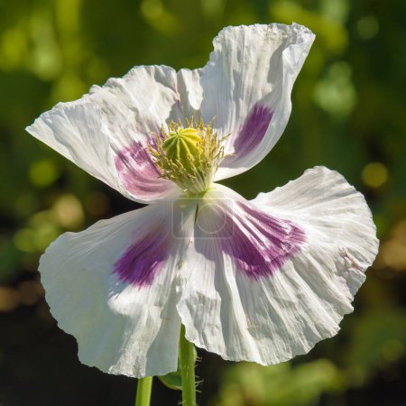 Detail of opium poppy flower, in latin papaver somniferum, white colored flowering poppy is grown in Czech Republic for food industry