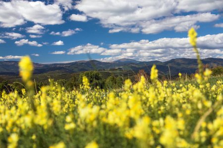 yellow flowering meadow and mount Kralova Hola, Low Tatras or Nizke Tatry,  Carpathian mountains, Slovakia