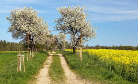 Callejón de cerezos florecientes y camino de tierra y campo de colza o colza, vista primaveral