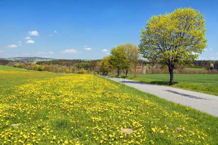 meadow with yellow dandelions, road and maple trees alley, springtime landscape