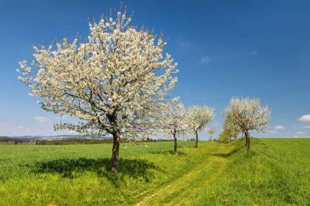 Reiterweg und Allee mit blühenden Kirsch- und Pflaumenbäumen, Frühlingslandschaft