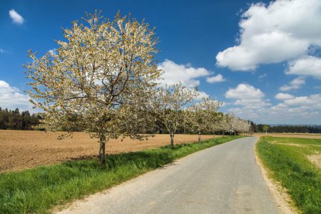 road and alley of flowering cherry trees in latin Prunus cerasus with beautiful sky, white colored flowering cherrytree, springtime landscape