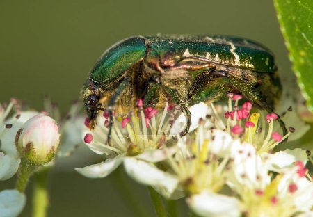 Photo for Green Rose Chafer, in latin Cetonia Aurata, on white and red flower - Royalty Free Image
