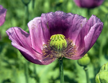 Detail of opium poppy flower, in latin papaver somniferum, dark purple colored flowering poppy is grown in Czech Republic for food industry