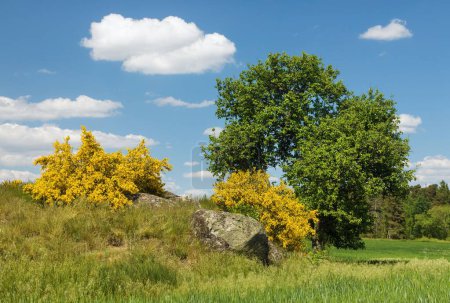 Cytisus scoparius, der Gemeine Besen oder Schottische Ginster gelb blühend zur Blütezeit mit Baum und schönem Himmel, Panoramablick