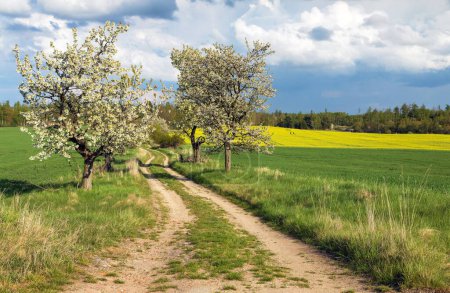 Alley of flowering cherry trees and dirt road and field of rapeseed canola or colza, springtime view