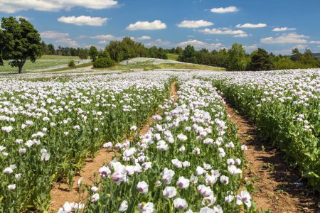 Blühendes Schlafmohnfeld in lateinisch papaver somniferum, mit Feldweg, Panoramablick, weißer Mohn wird in Tschechien für die Lebensmittelindustrie angebaut