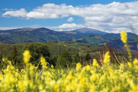 prairie à fleurs jaunes et mont Kralova Hola, Low Tatras ou Nizke Tatry, montagnes des Carpates, Slovaquie
