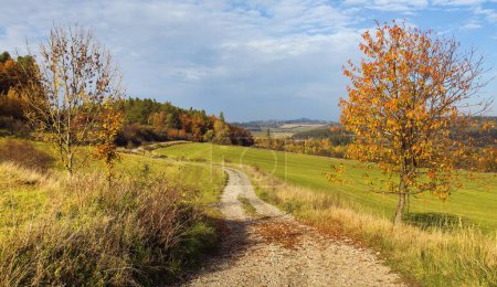 Dirt road and utumnal red colored cherry tree, autumn landscape, Bohemian and Moravian highlands, Czech Republic