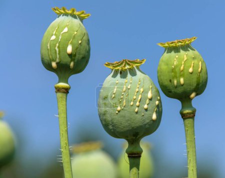 Détail des têtes de pavot opium, en somnifère de papavier latin, têtes de pavot immatures avec gouttes de lait d'opium latex, trois capsules de pavot isolées sur fond bleu ciel