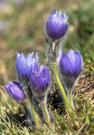 Pasqueflower, Beautiful blue flower of greater pasque flower or pasqueflower on the meadow, in latin pulsatilla grandis