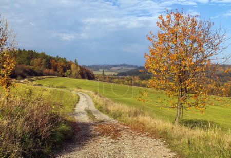 Dirt road and utumnal red colored cherry tree, autumn landscape, Bohemian and Moravian highlands, Czech Republic