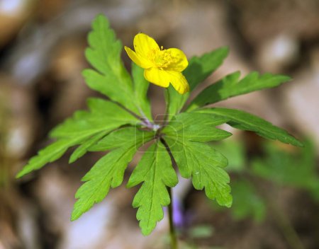 yellow anemone, yellow wood anemone, or buttercup anemone, in latin Anemonoides ranunculoides or Anemone ranunculoides
