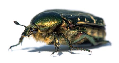 Green Rose Chafer, in latin Cetonia Aurata, isolated on white background