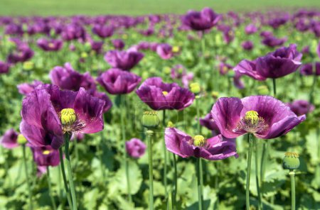 Campo de amapola de opio con flores, en latín papaver somniferum, la amapola de color púrpura oscuro se cultiva en la República Checa para la industria alimentaria