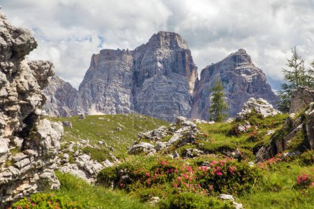 Mont Pelmo, vue sur le Mont Pelmo fleurs rouges de montagne, Tyrol du Sud, Alpes Dolomites montagnes, Italie Europe