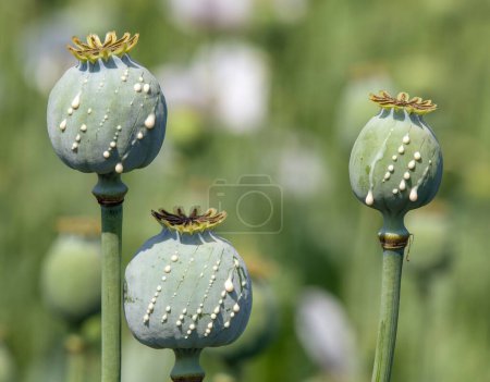 Detail of opium poppy heads, in latin papaver somniferum, immature poppy heads with drops of opium milk latex, three poppy capsule 