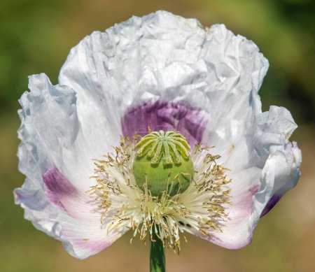 Detalle de flor de amapola de opio, en somniferum papaver latino, la amapola de floración de color blanco se cultiva en la República Checa para la industria alimentaria