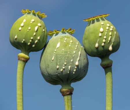 Detail of opium poppy heads, in latin papaver somniferum, immature poppy heads with drops of opium milk latex, three poppy capsule isolated on blue sky background