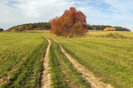 Chemin de terre et cerisier de couleur rouge automnal, paysage automnal, hauts plateaux bohème et morave, République tchèque