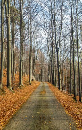 Route forestière d'automne dans la forêt de hêtres à feuilles caduques, République tchèque