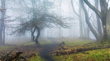 mountain forest still life, view into a misty spring forest with a path way, mysterious forest without leaves